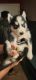 Siberian Husky Puppies for sale in Lakewood, NJ 08701, USA. price: $1,200