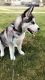 Siberian Husky Puppies for sale in Northlake, IL, USA. price: $500
