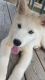 Siberian Husky Puppies for sale in Douglasville, GA, USA. price: $450