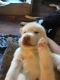 Siberian Husky Puppies for sale in Glen Allen, VA, USA. price: $800
