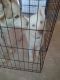 Siberian Husky Puppies for sale in Hardinsburg, IN 47125, USA. price: $300
