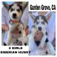 Siberian Husky Puppies for sale in 11682 Daryl Ln, Garden Grove, CA 92840, USA. price: NA