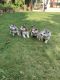 Siberian Husky Puppies for sale in C-Scheme, C Scheme, Ashok Nagar, Jaipur, Rajasthan 302001, India. price: 40000 INR