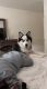 Siberian Husky Puppies for sale in Silverdale, WA, USA. price: $500