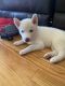 Siberian Husky Puppies for sale in Wappingers Falls, NY 12590, USA. price: $1,800