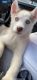 Siberian Husky Puppies for sale in Louisville, KY, USA. price: $500