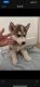 Siberian Husky Puppies for sale in Garden Grove, CA 92841, USA. price: NA