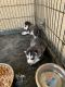 Siberian Husky Puppies for sale in McFarland, CA 93250, USA. price: $400