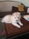 Siberian Husky Puppies for sale in Ambala Cantt, Haryana, India. price: 30 INR
