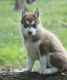 Siberian Husky Puppies for sale in Jackson, TN, USA. price: NA