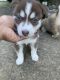 Siberian Husky Puppies for sale in Columbus, MS, USA. price: $500