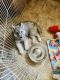 Siberian Husky Puppies for sale in Udall, KS 67146, USA. price: NA