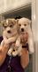 Siberian Husky Puppies for sale in Orem, UT, USA. price: $550