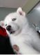 Siberian Husky Puppies for sale in St Paul, MN, USA. price: $3