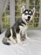 Siberian Husky Puppies for sale in Laurel, MD, USA. price: NA