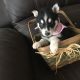 Siberian Husky Puppies for sale in Kissimmee, FL 34758, USA. price: $900