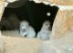 Siberian Husky Puppies for sale in St Paul, MN, USA. price: $3,300