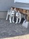 Siberian Husky Puppies for sale in Monroe, UT 84754, USA. price: $500