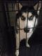 Siberian Husky Puppies for sale in Chula Vista, CA 91913, USA. price: $250