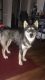 Siberian Husky Puppies for sale in Marianna, FL, USA. price: $1,300