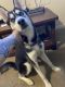 Siberian Husky Puppies for sale in Milford, OH, USA. price: $1,500