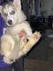 Siberian Husky Puppies for sale in Firestone, CO, USA. price: NA