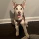 Siberian Husky Puppies for sale in Germantown, TN, USA. price: NA