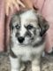 Siberian Husky Puppies for sale in Draper, UT, USA. price: $500