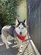 Siberian Husky Puppies for sale in San Fernando Valley, CA, USA. price: $700