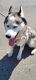Siberian Husky Puppies for sale in Camarillo, CA, USA. price: $120