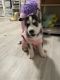 Siberian Husky Puppies for sale in 15041 Jackson St, Midway City, CA 92655, USA. price: $1,500
