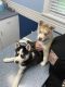 Siberian Husky Puppies for sale in Uniontown, PA 15401, USA. price: $700