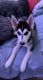 Siberian Husky Puppies for sale in Lubbock, TX 79401, USA. price: NA