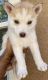Siberian Husky Puppies for sale in Palmdale, CA, USA. price: $650