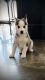 Siberian Husky Puppies for sale in Simi Valley, CA, USA. price: $1,500