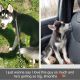 Siberian Husky Puppies for sale in Milford, OH, USA. price: $1,000