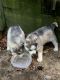 Siberian Husky Puppies for sale in Wareham, MA, USA. price: $1,500