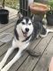 Siberian Husky Puppies for sale in Madison, AL, USA. price: $150