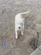 Siberian Husky Puppies for sale in Phoenix, AZ 85029, USA. price: $400