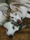 Siberian Husky Puppies for sale in Smyrna, GA, USA. price: $1,500