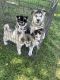 Siberian Husky Puppies for sale in Elk Grove, CA, USA. price: NA