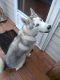Siberian Husky Puppies for sale in Dansville, NY 14437, USA. price: $300