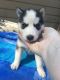 Siberian Husky Puppies for sale in Effingham, IL 62401, USA. price: $600