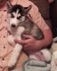 Siberian Husky Puppies for sale in Diana, TX 75640, USA. price: $500