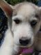 Siberian Husky Puppies for sale in Wausau, WI, USA. price: $600
