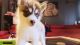 Siberian Husky Puppies for sale in Port Richey, FL, USA. price: NA