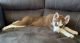 Siberian Husky Puppies for sale in Virginia Beach, VA, USA. price: $5,000