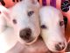 Siberian Husky Puppies for sale in Spring Hill, FL, USA. price: $850