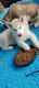 Siberian Husky Puppies for sale in Bakersfield, CA, USA. price: $500