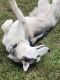 Siberian Husky Puppies for sale in Lanham, MD 20706, USA. price: $500